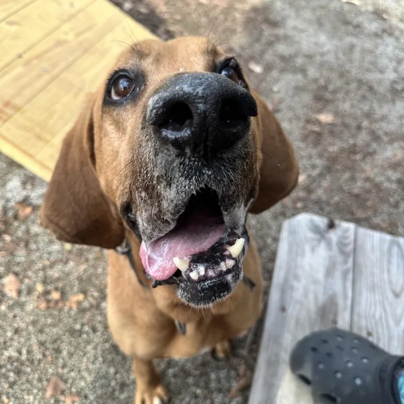 Duke The Hound thumbnail 3