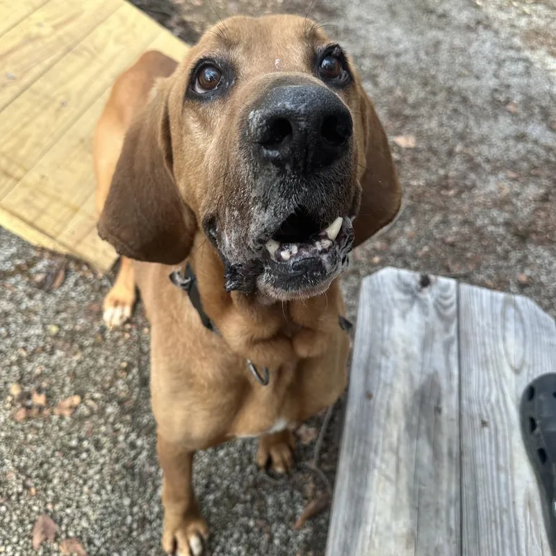 Duke The Hound thumbnail 4