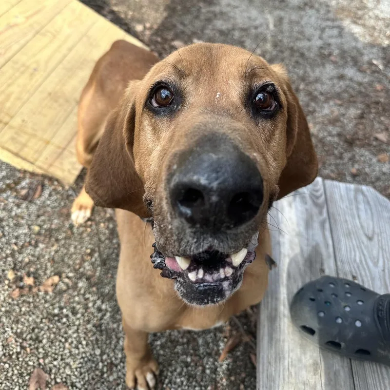 Duke The Hound thumbnail 6