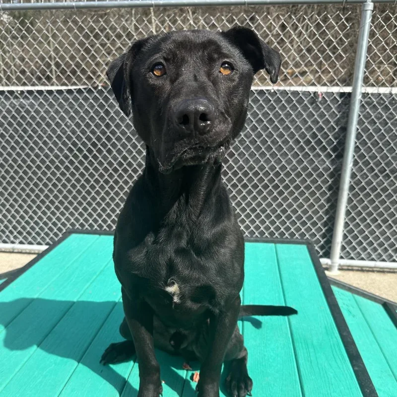 Shmooter thumbnail 2