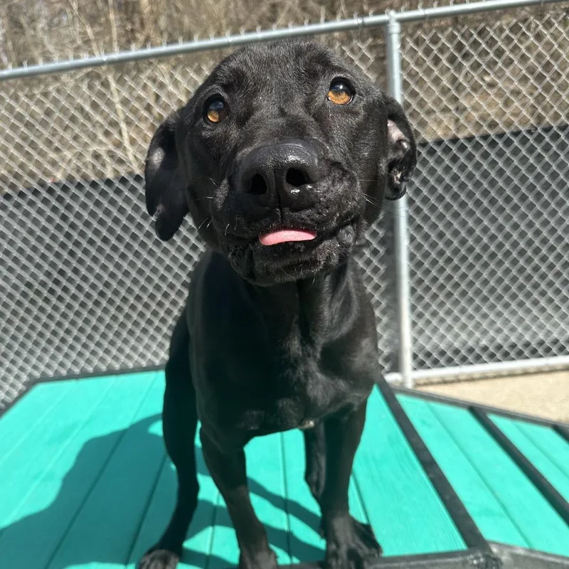 Shmooter thumbnail 3