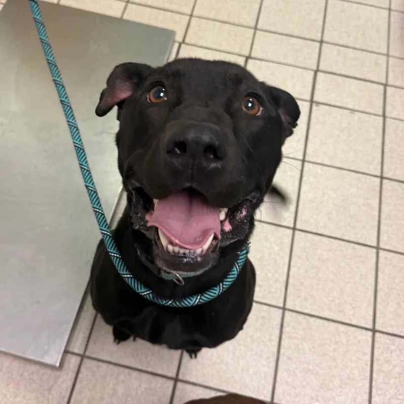 Shmooter thumbnail 4