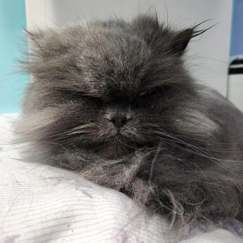 Somi And Suki thumbnail 2