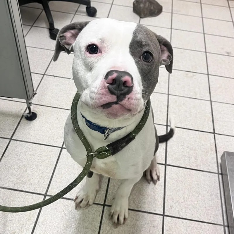 Spaghettio thumbnail 2