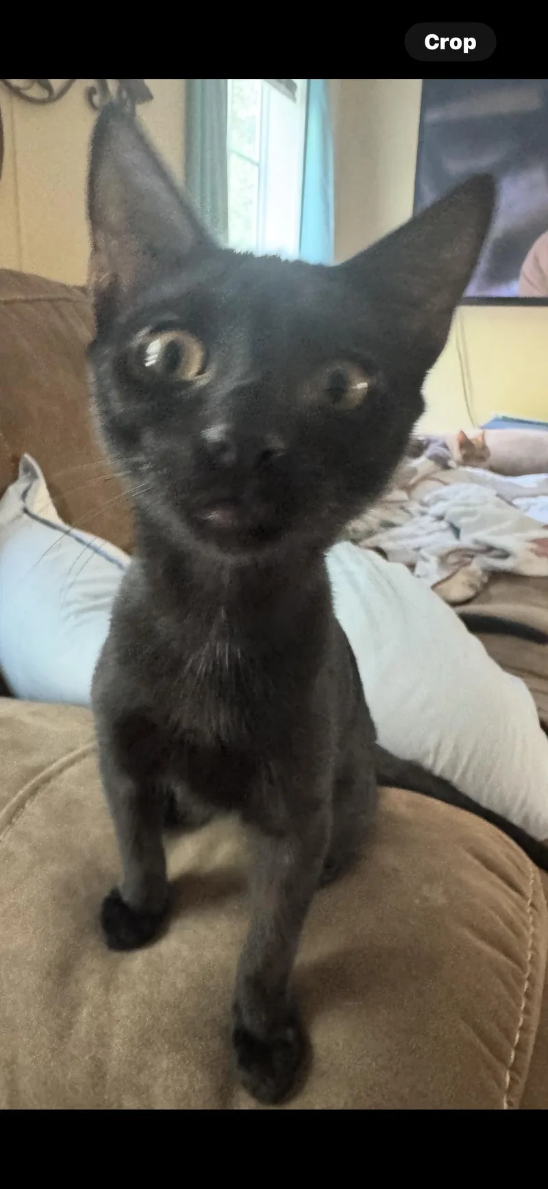 Spooky Spooks Itty Halloweenie