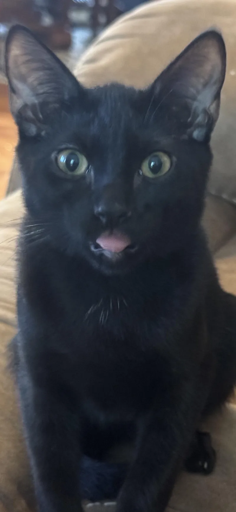 Spooky Spooks Itty Halloweenie thumbnail 2