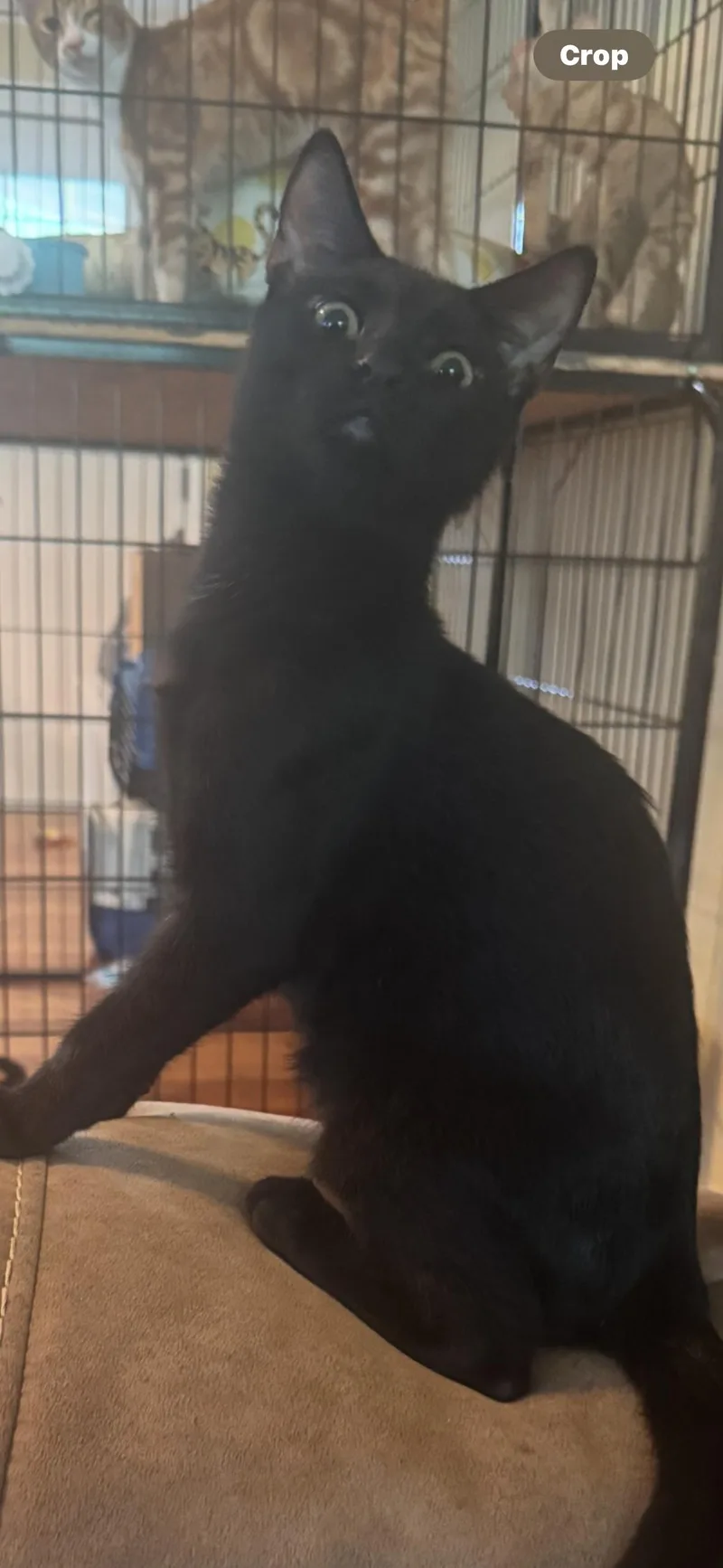 Spooky Spooks Itty Halloweenie thumbnail 3