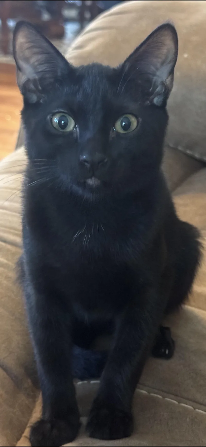 Spooky Spooks Itty Halloweenie thumbnail 4