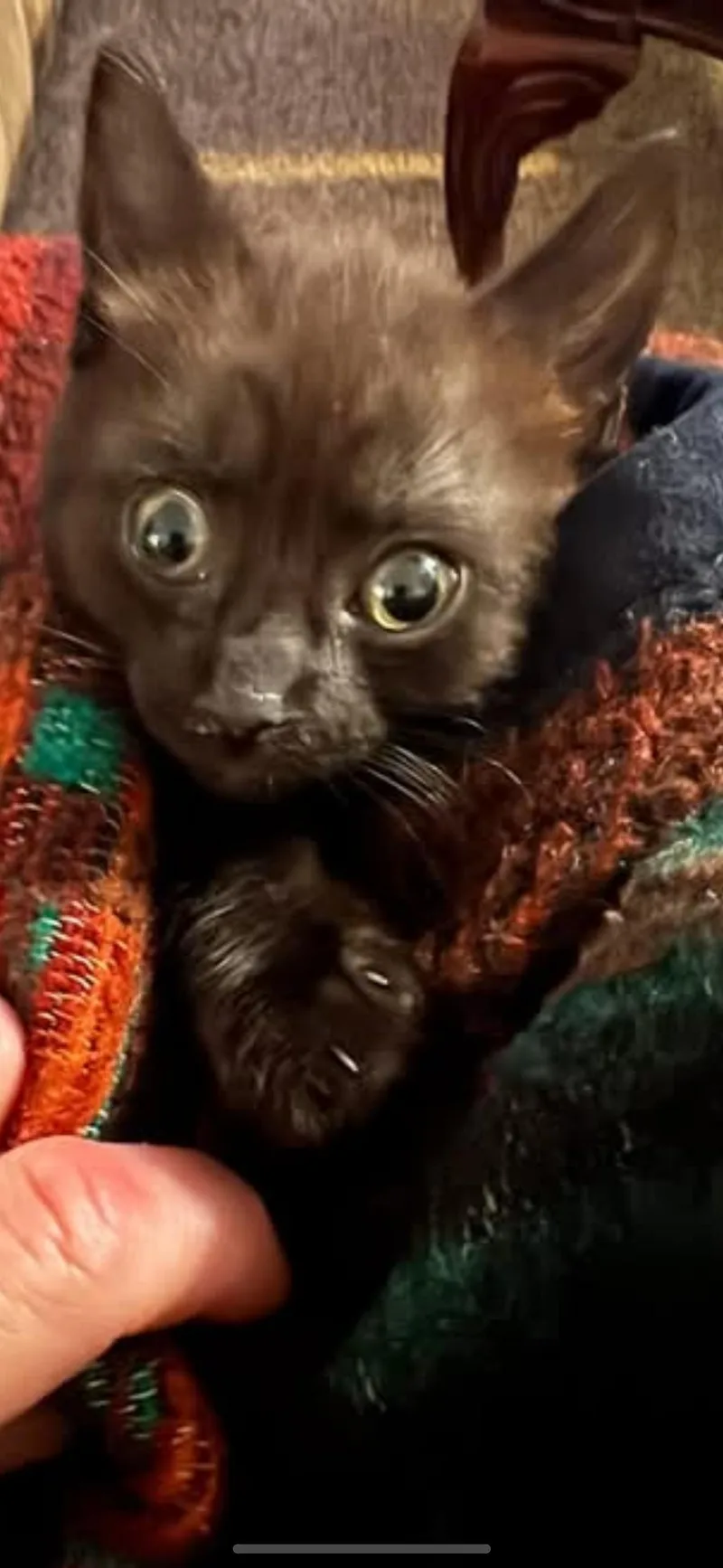 Spooky Spooks Itty Halloweenie thumbnail 5