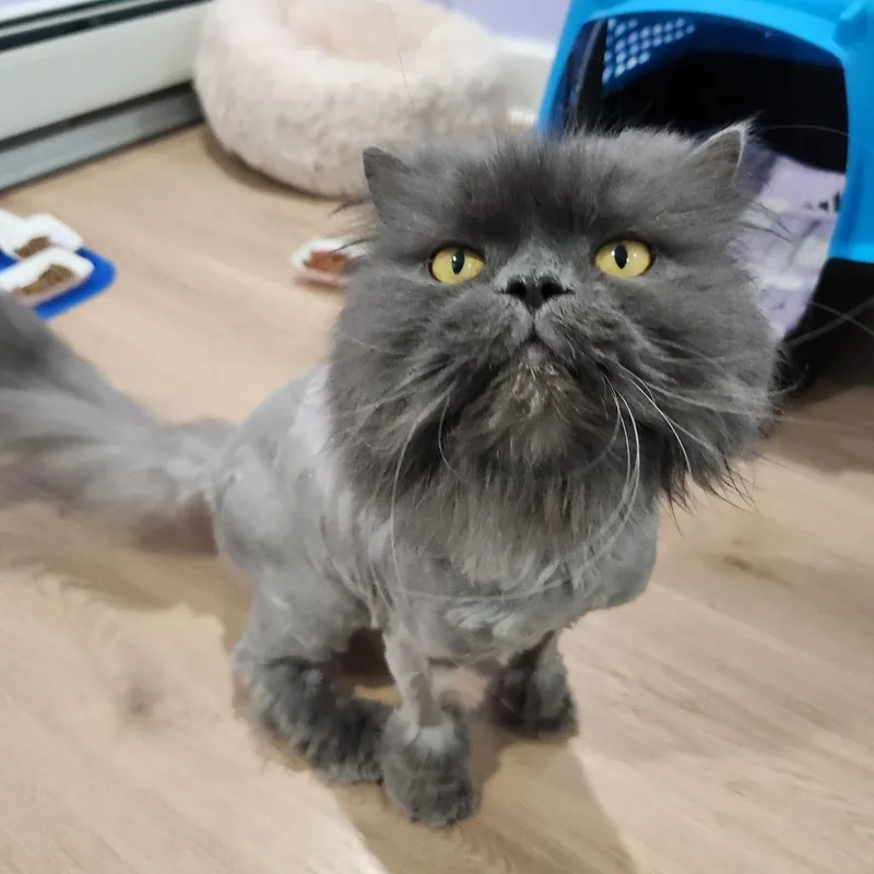 Suki And Somi thumbnail 2