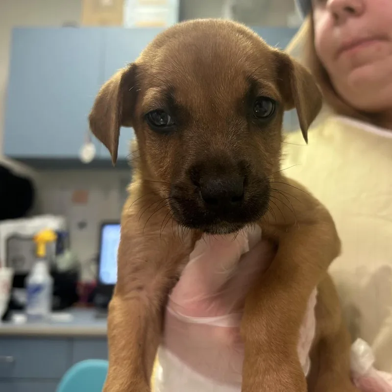 Sweetest Pie thumbnail 2