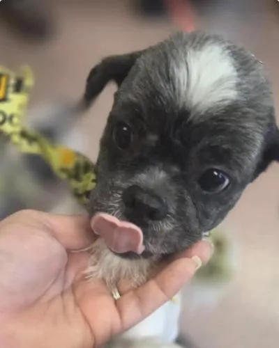 Mr. Tenzi thumbnail 2