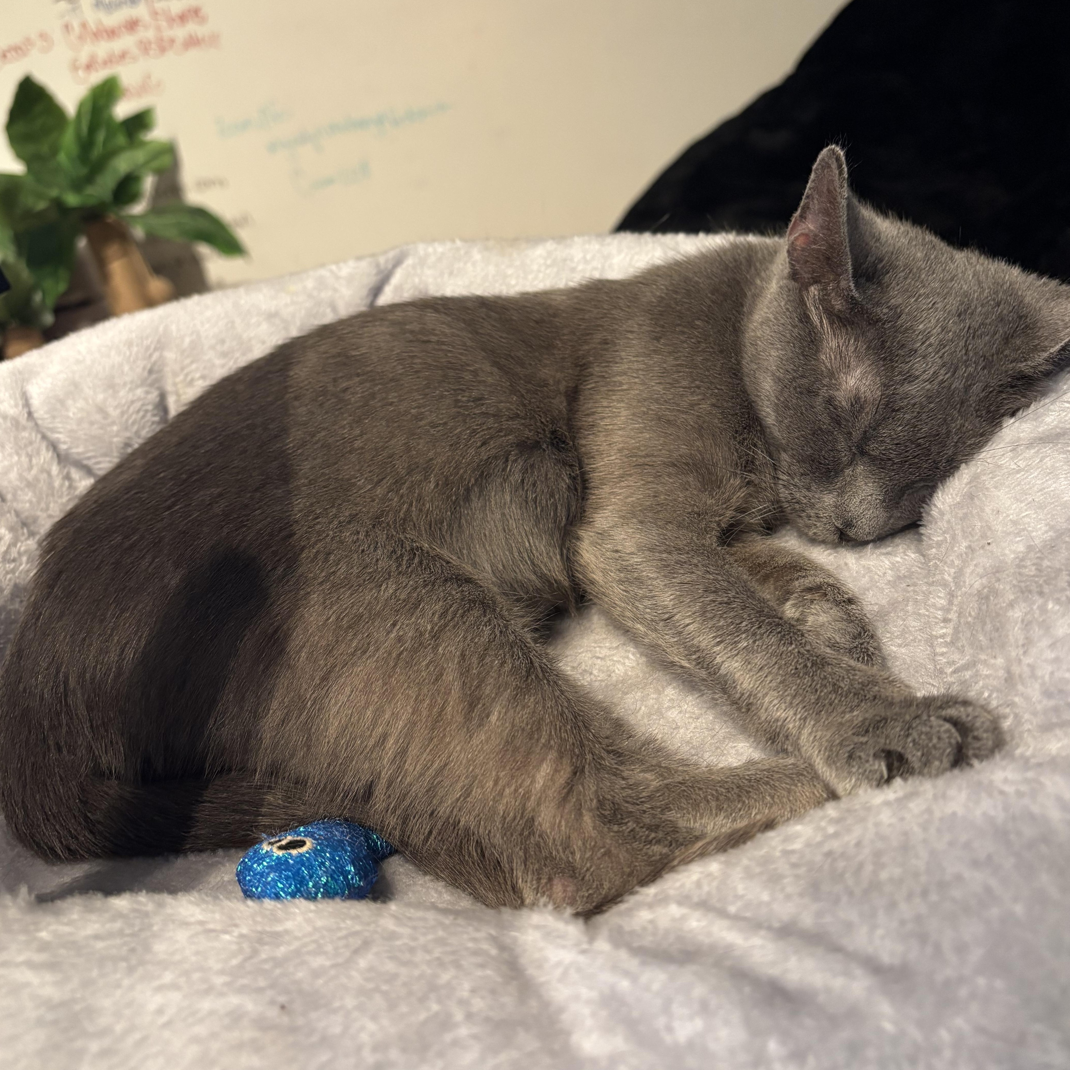 Lady Earl Grey thumbnail 3