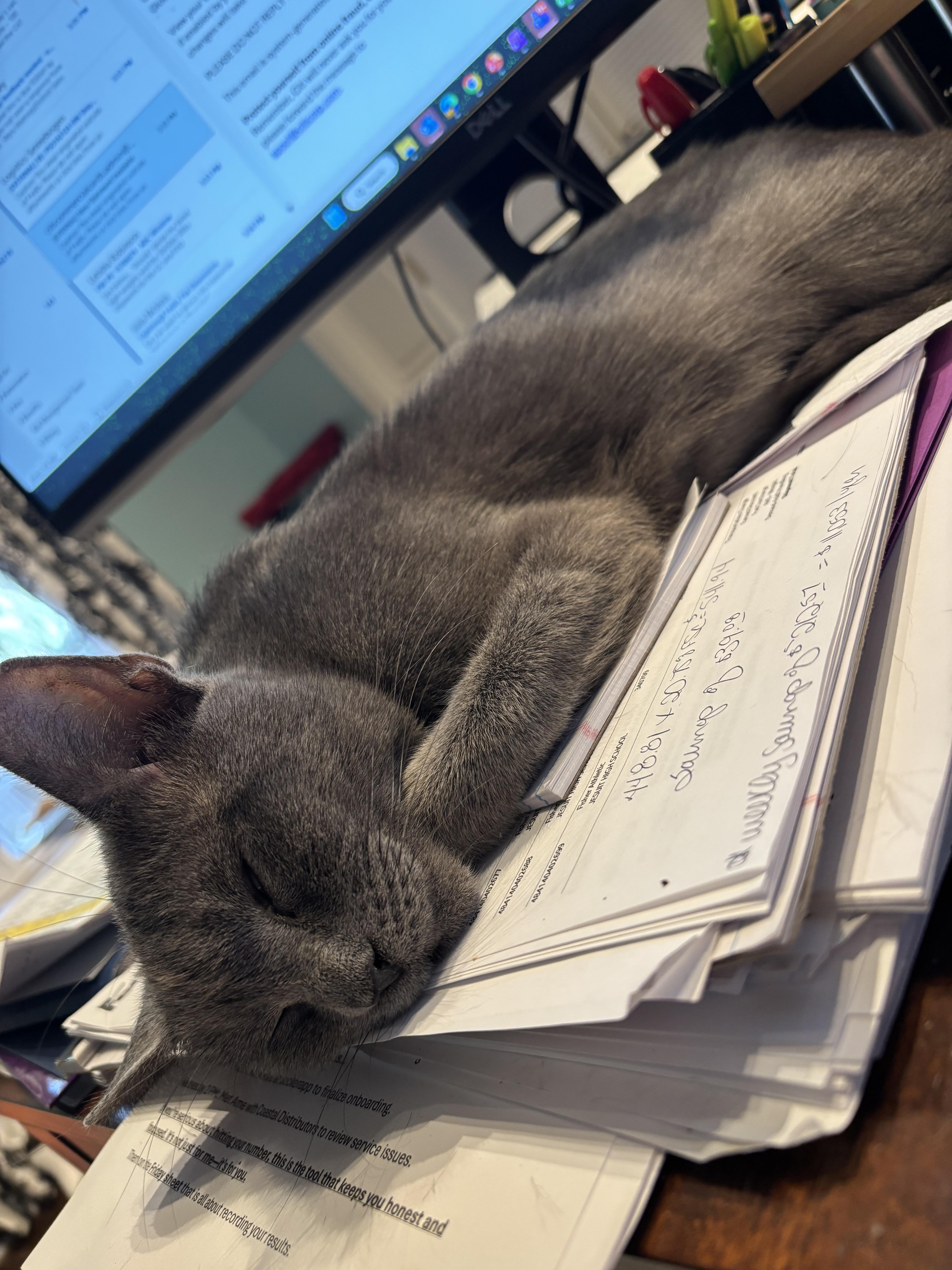 Lady Earl Grey thumbnail 4