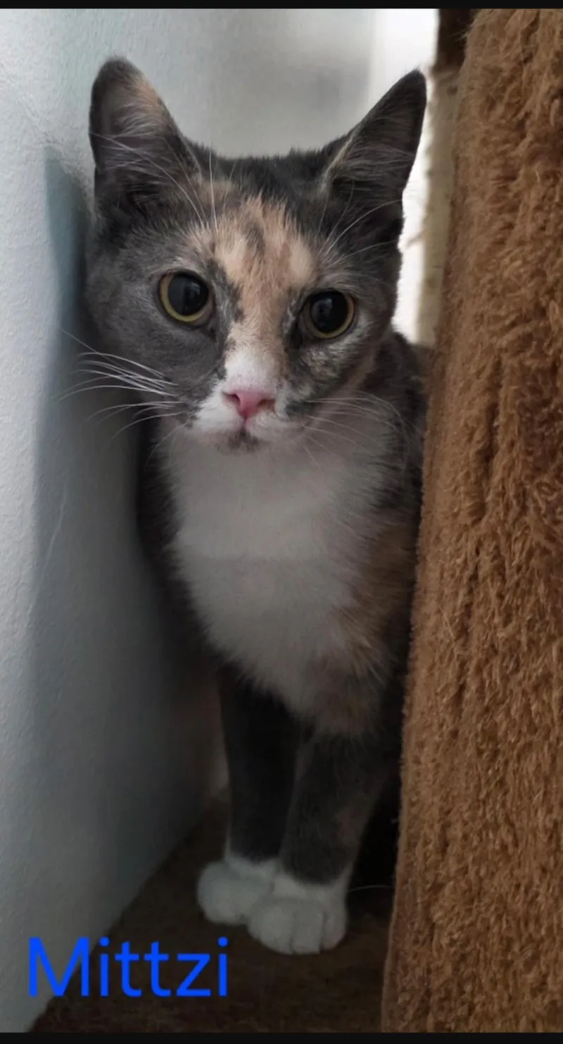 Mittzi Special Needs No