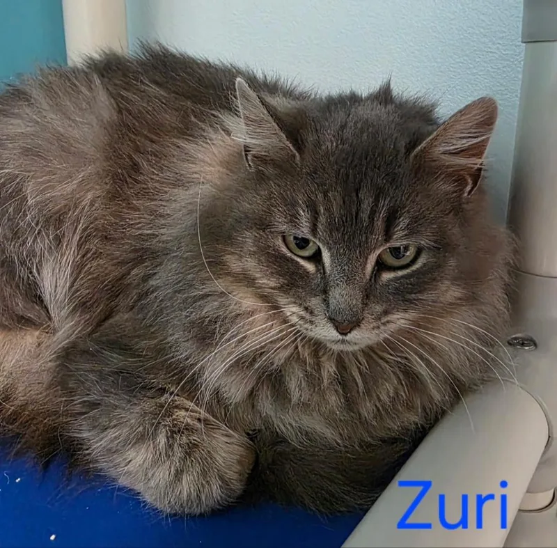 Zuri