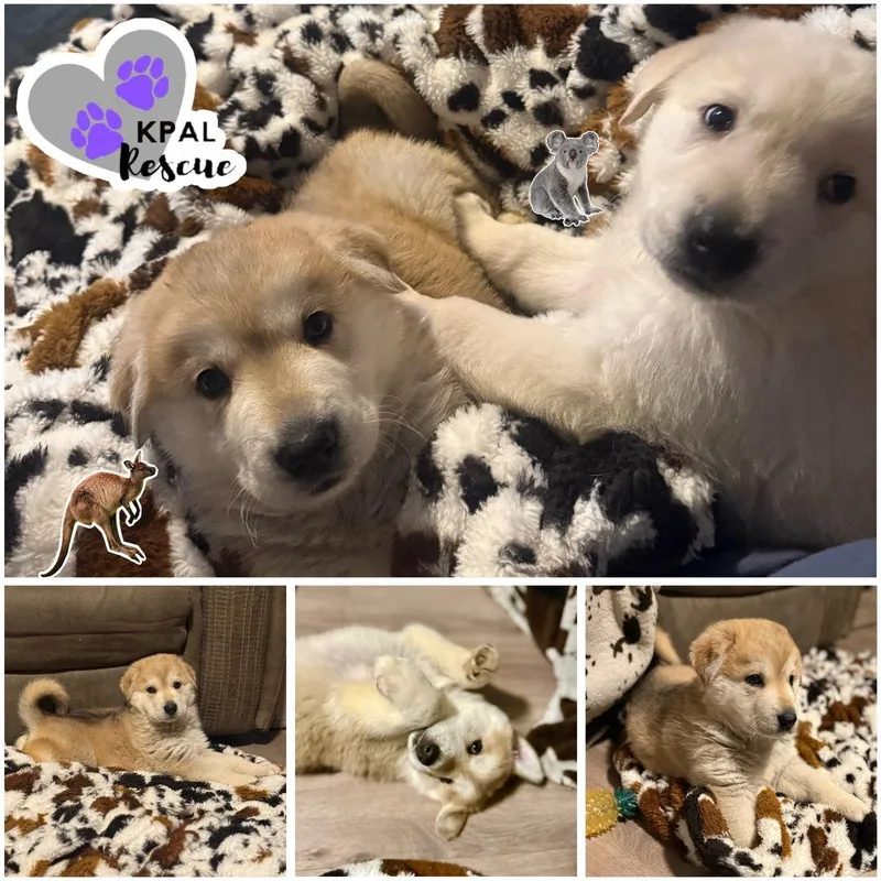 Kangaroo  Down Under