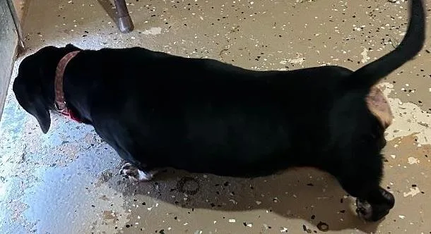 L.a. New Arrival thumbnail 3