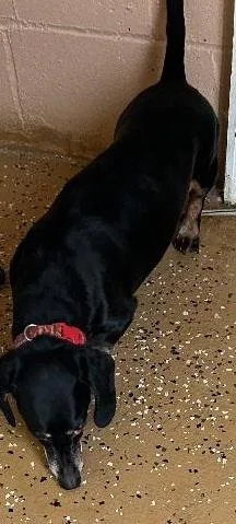 L.a. New Arrival thumbnail 4