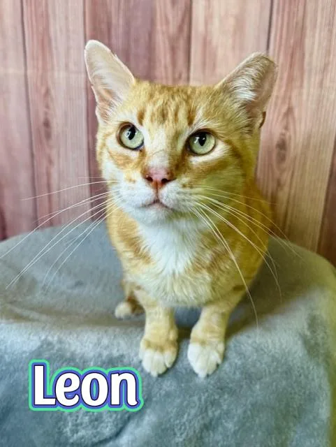 Leon