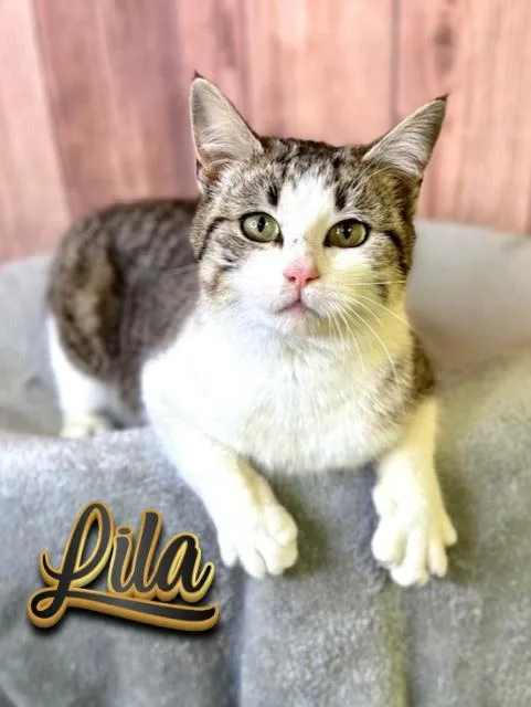 Lila