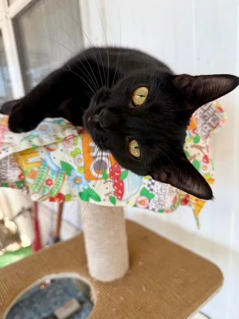 Raven The Lap Cat thumbnail 2