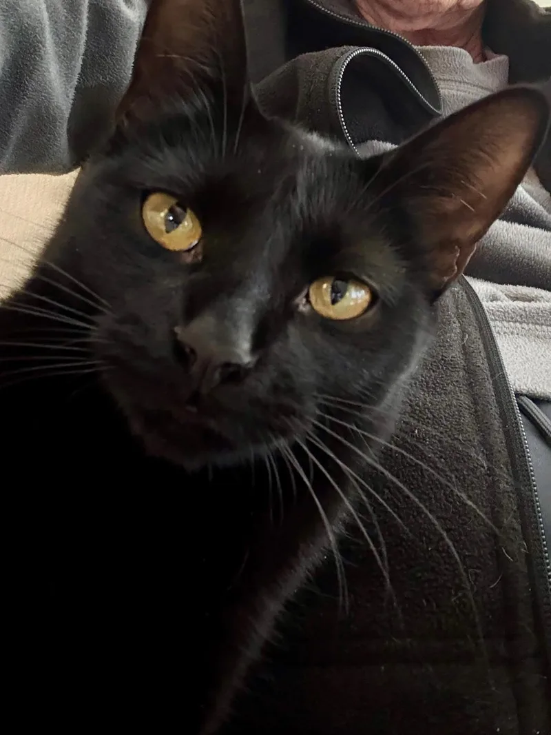 Raven The Lap Cat thumbnail 3