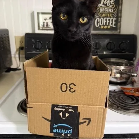 Raven The Lap Cat thumbnail 4