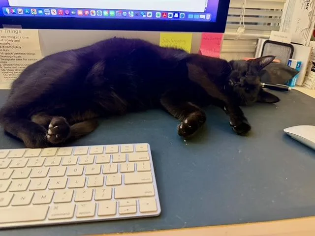 Raven The Lap Cat thumbnail 5