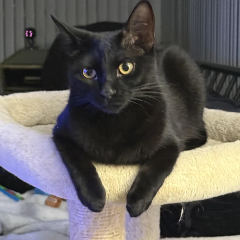 Raven The Lap Cat thumbnail 6