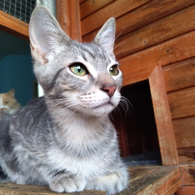 Ringo Star thumbnail 2