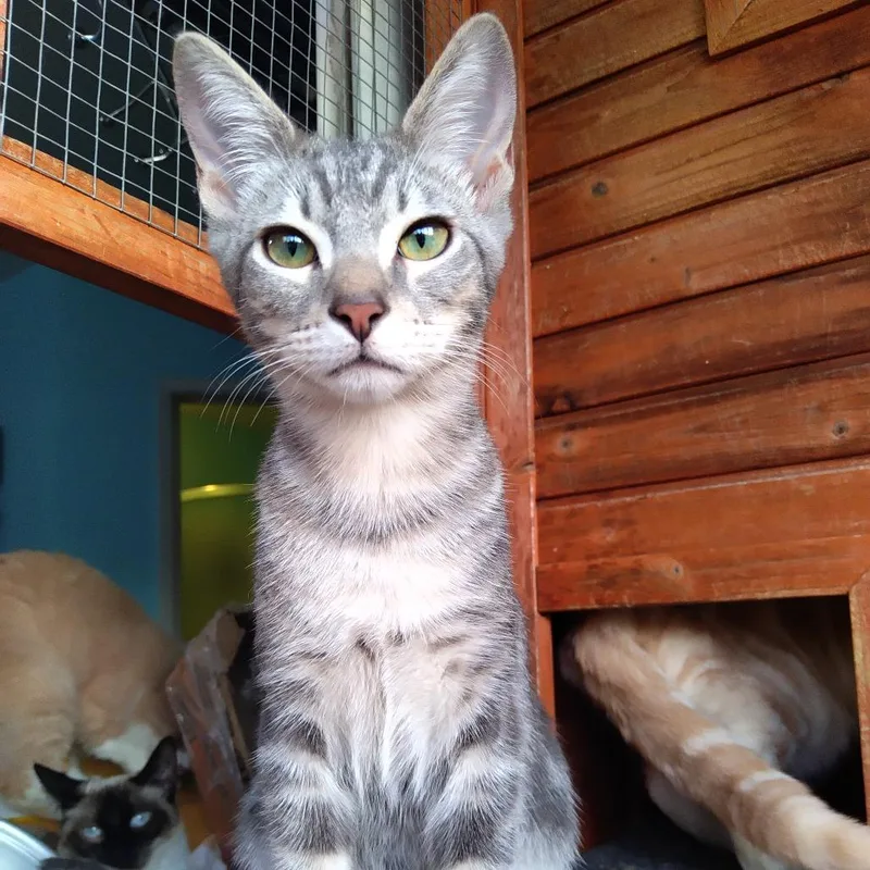 Ringo Star thumbnail 3