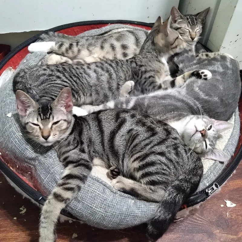 Ringo Star thumbnail 4