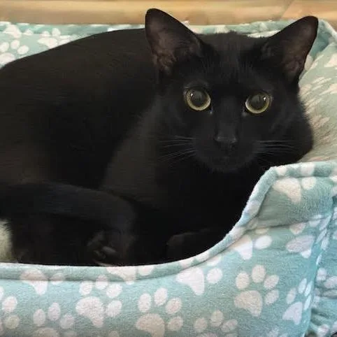 Paso Doble thumbnail 2