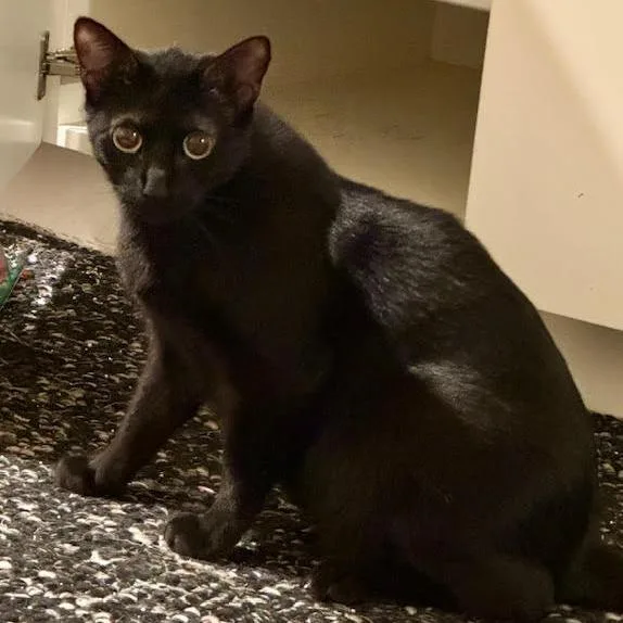 Paso Doble thumbnail 3