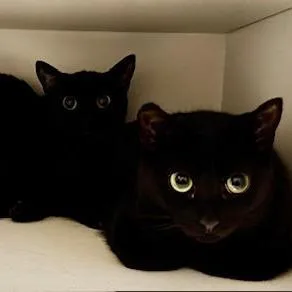 Paso Doble thumbnail 4