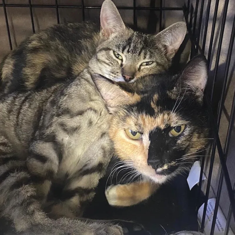 An adult small-sized female Calico Domestic Short Hair cat named Penny for adoption in Los Angeles, CA