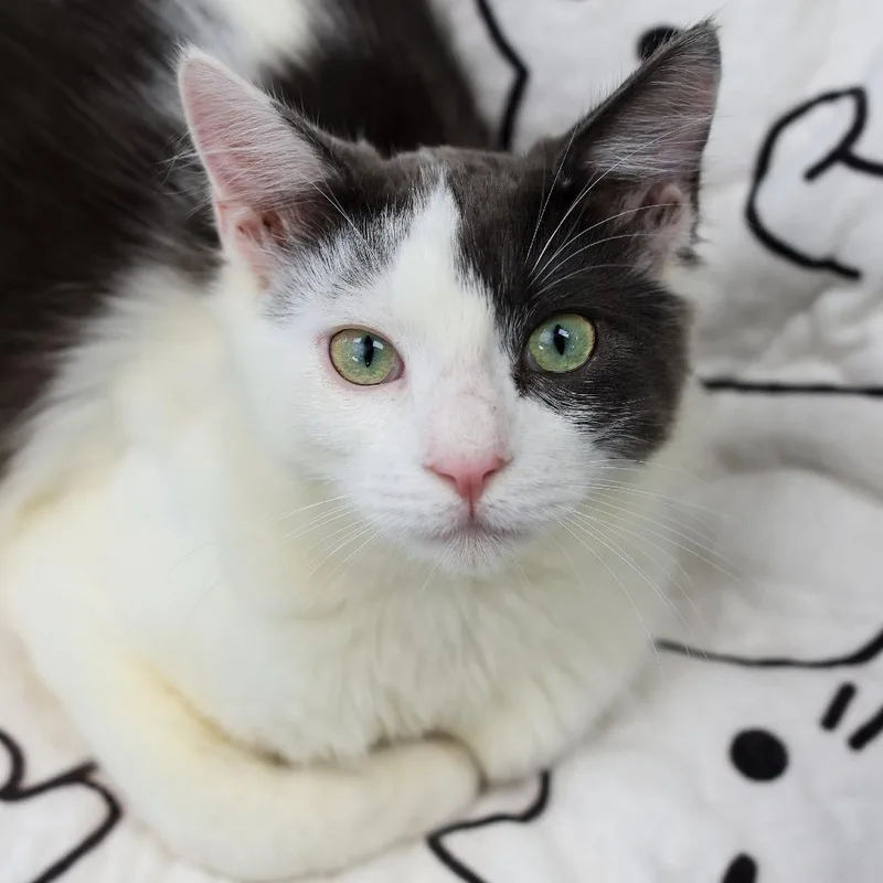 Slim Shady thumbnail 2