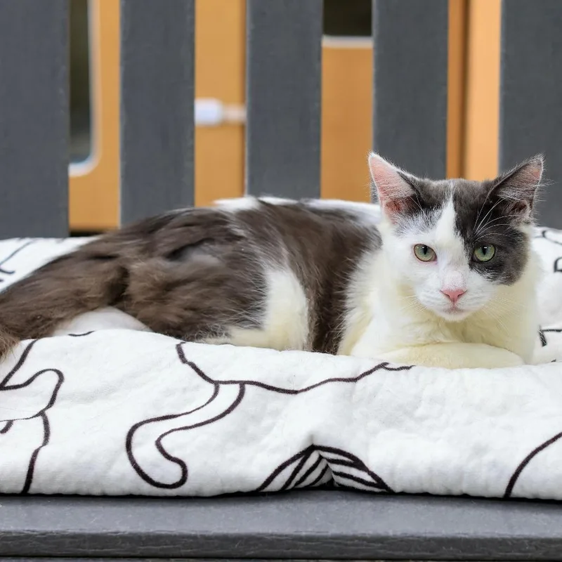 Slim Shady thumbnail 3