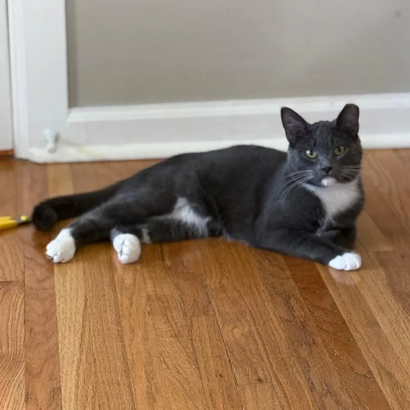 Creampuff thumbnail 2