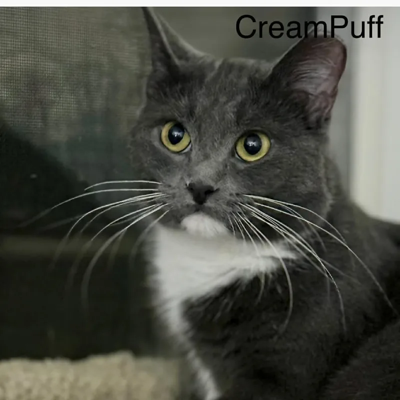 Creampuff thumbnail 3