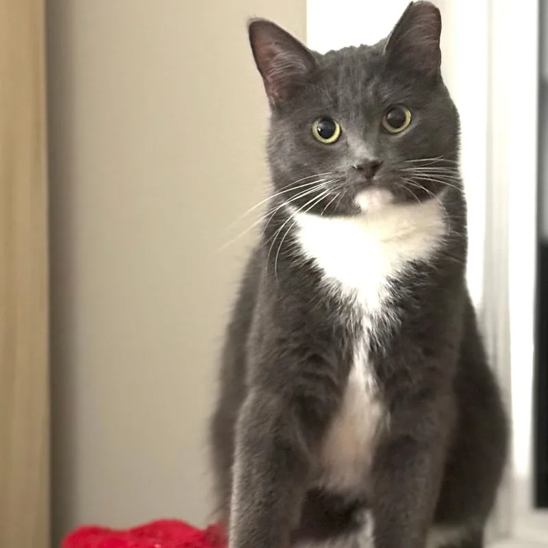 Creampuff thumbnail 4