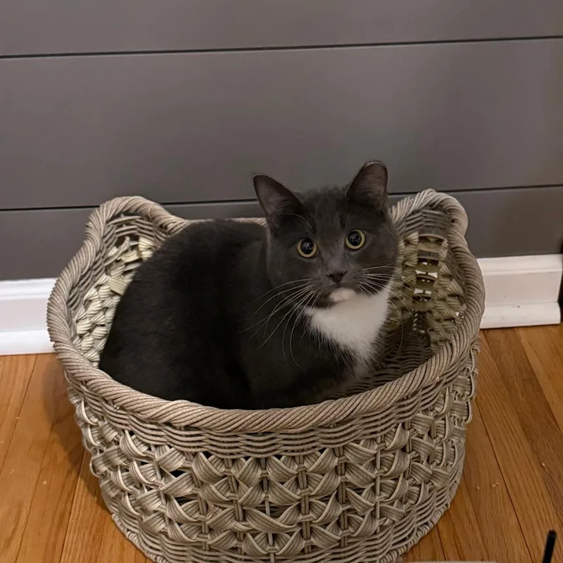 Creampuff thumbnail 5