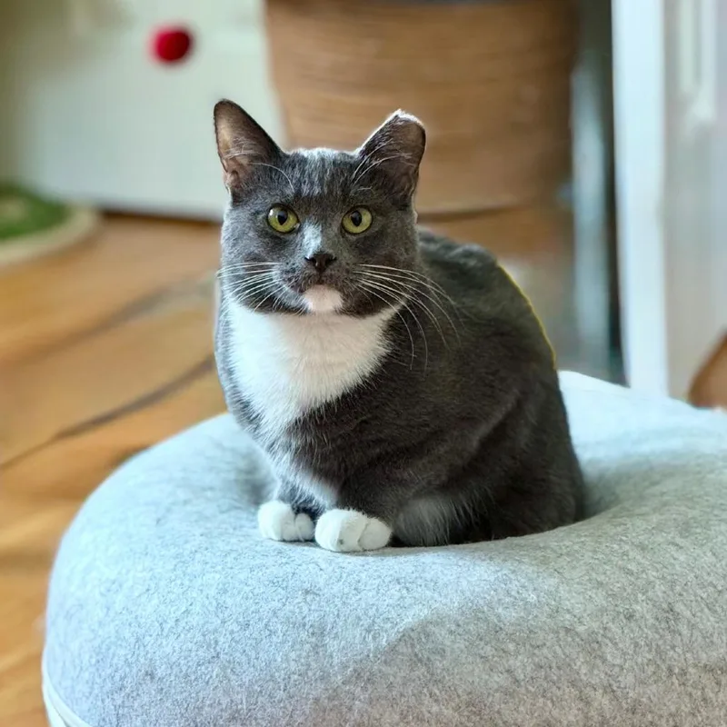 Creampuff thumbnail 6