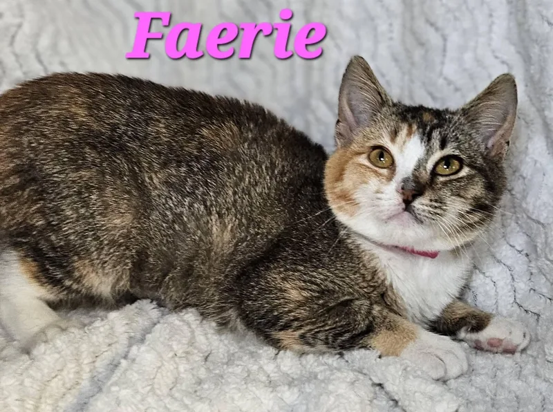 A young medium-sized female Torbie cat named Faerie for adoption in Macon, GA