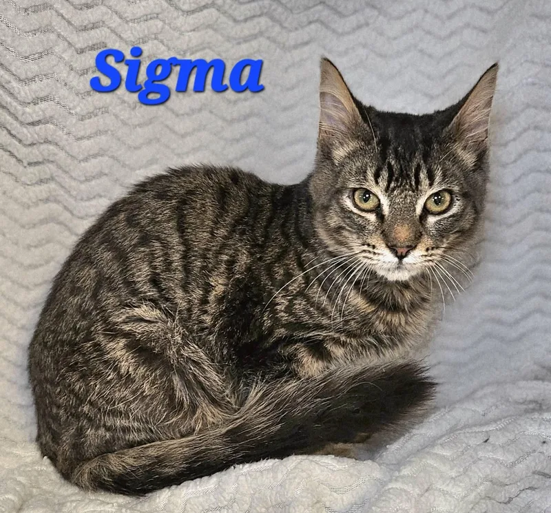 Sigma
