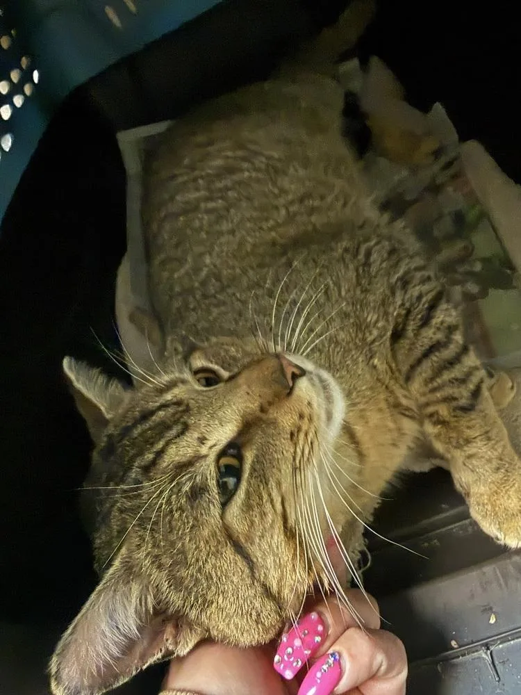 Sir Purr thumbnail 2