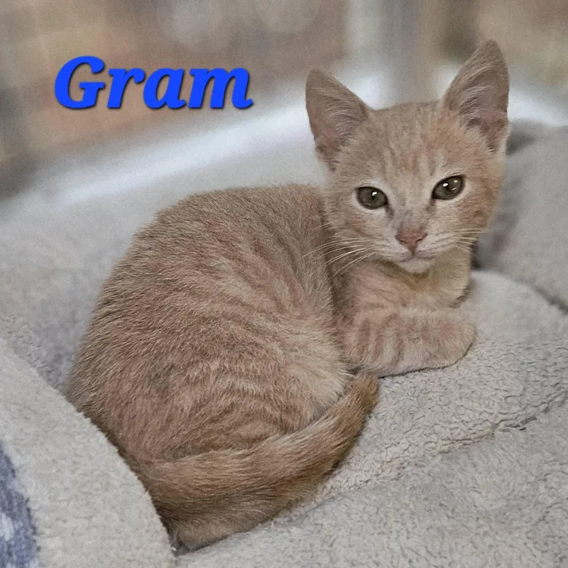 Gram