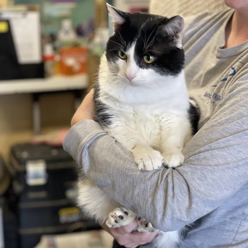 An adult extra large-sized male Domestic Short Hair cat named Jupiter for adoption in Tulsa, OK