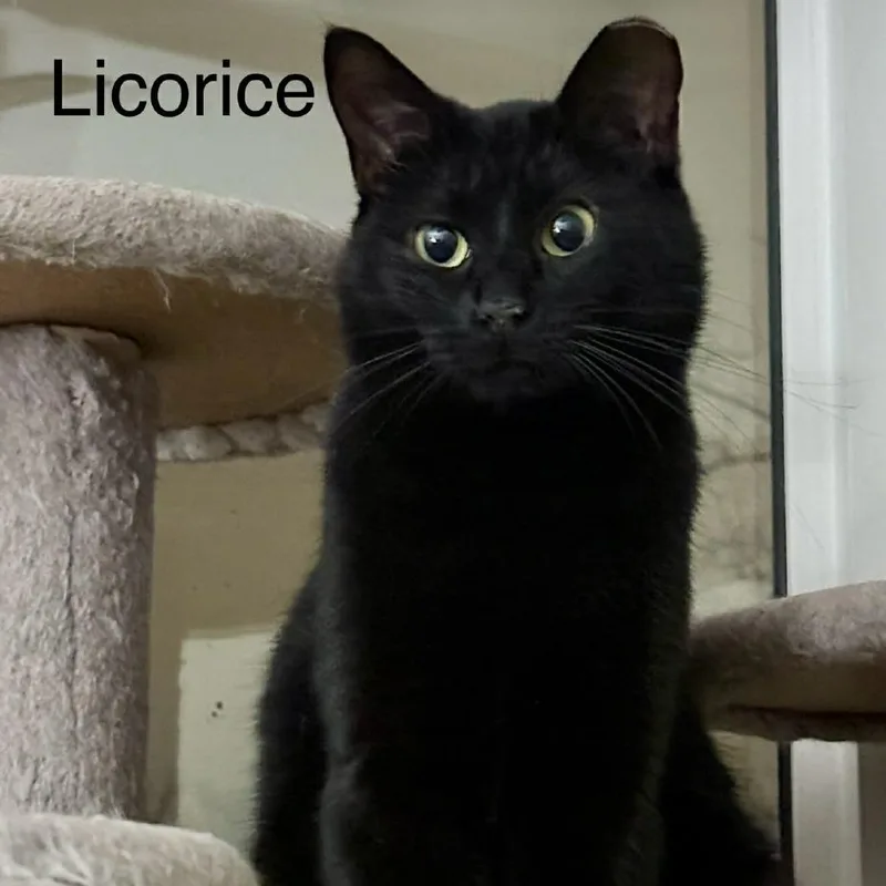 Licorice thumbnail 2